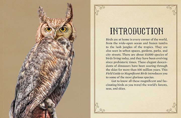 Field Guide to Magnificent Birds 500pc