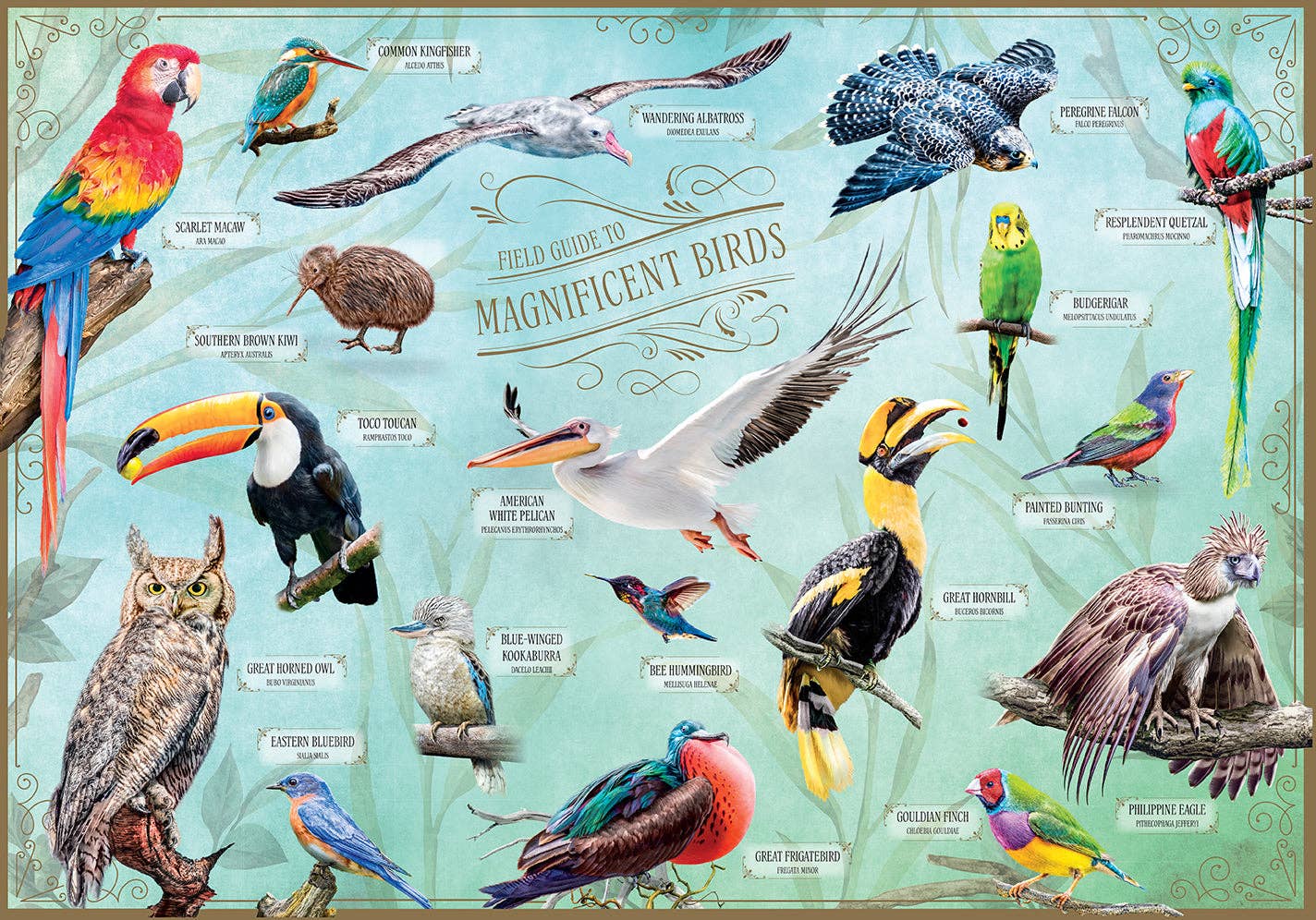 Field Guide to Magnificent Birds 500pc