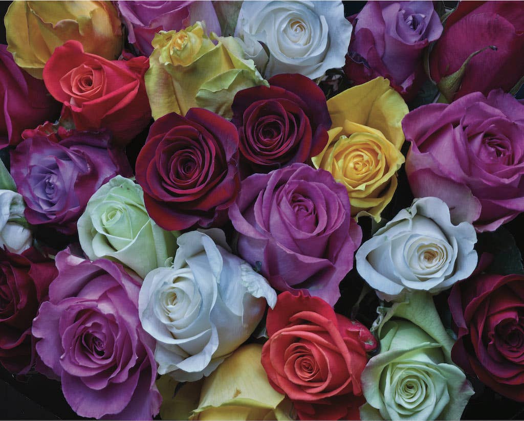 Palette of Roses by William Carr 1000pc