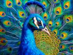 Full Glory 300pc