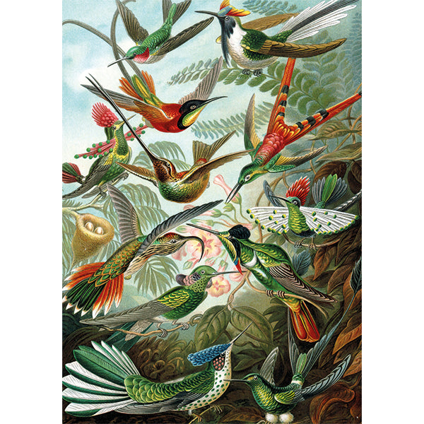Hummingbirds - Haeckel 1000pc