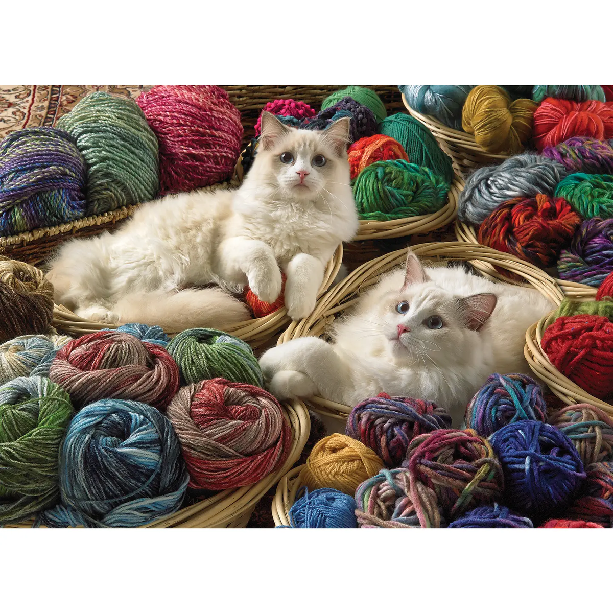 Ragdolls 1000pc