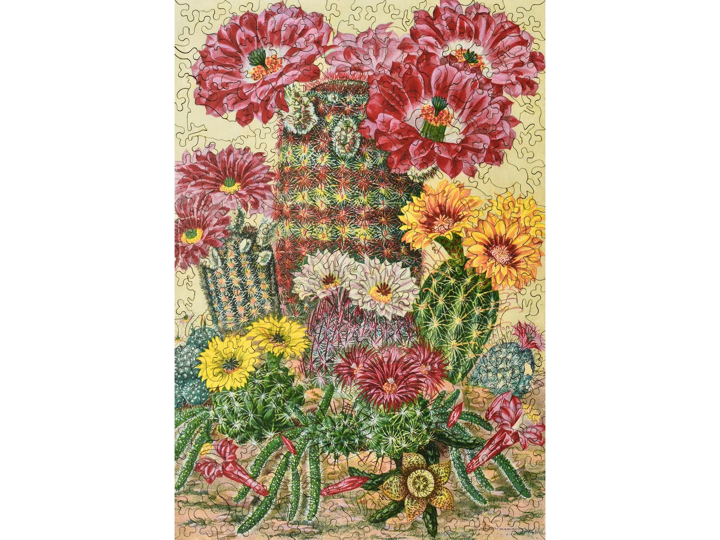 Cactus Flowers 263pc