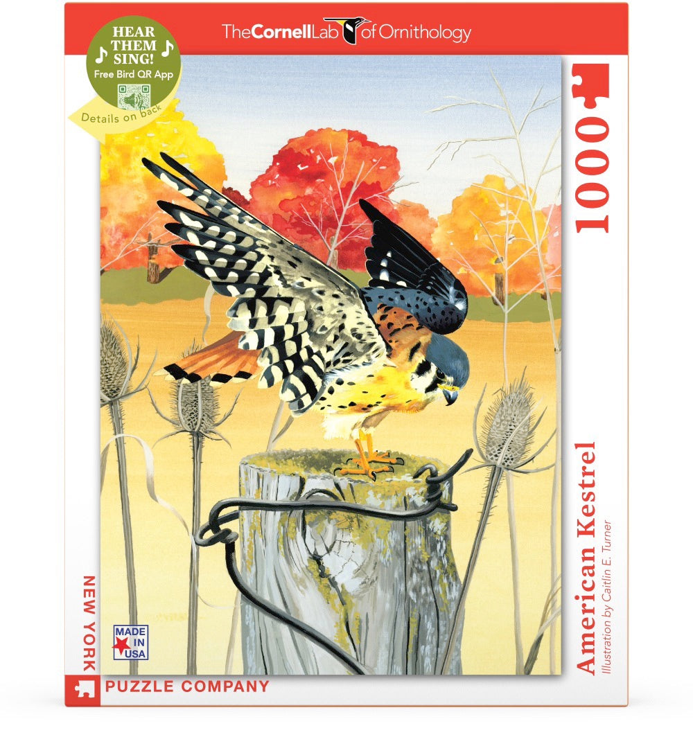 Cornell Ornithology: American Kestrel 1000pc