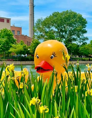 Riverwalk Pedal Duck 50pc