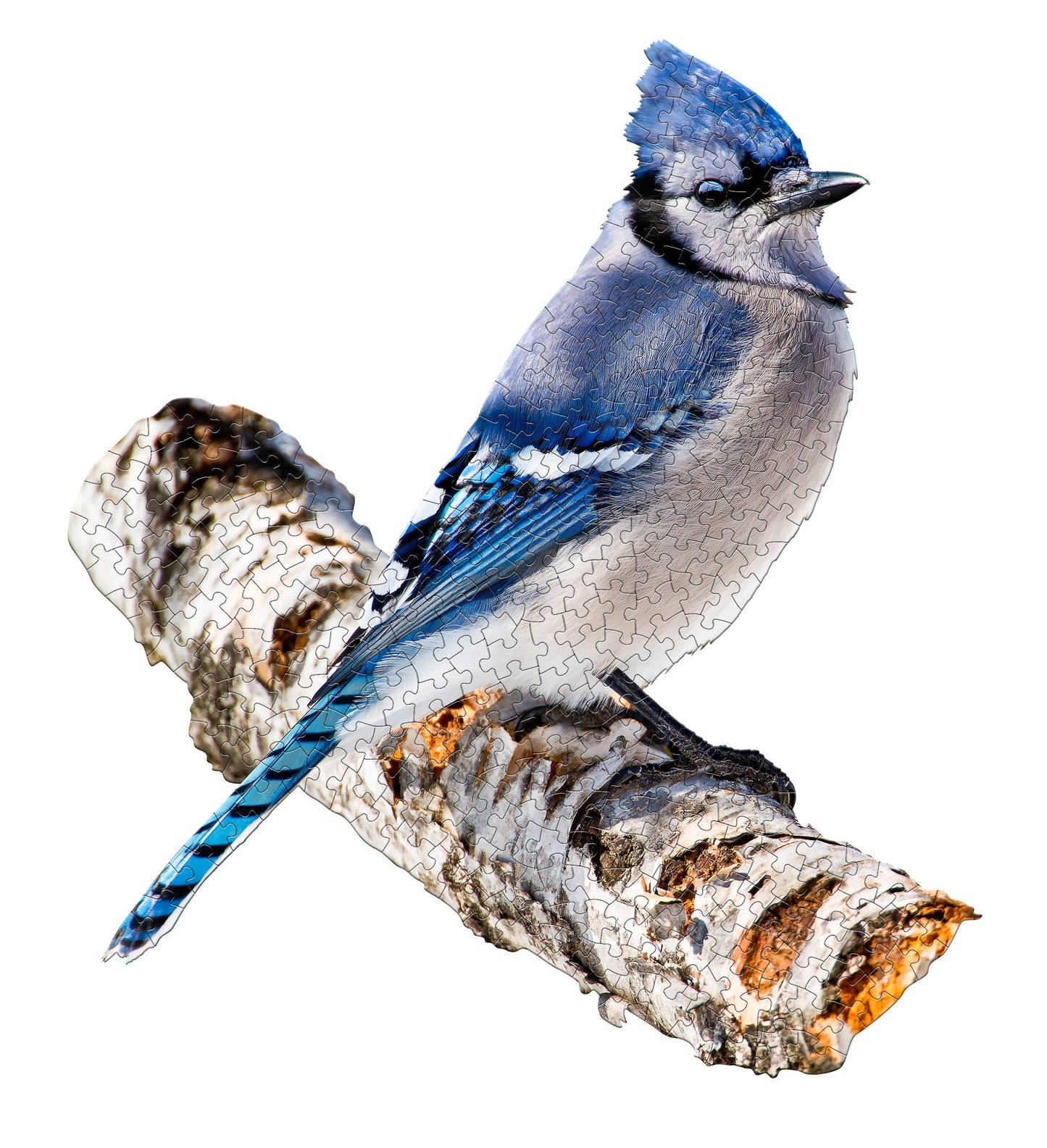 I AM Blue Jay - Shaped 300pc